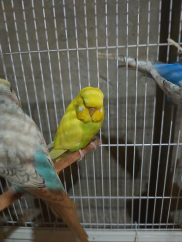 Tutuquşları: Salam 2ayliq çexlər və hazır çexlər satılır. Rəngləri çox gözəldi və — 4