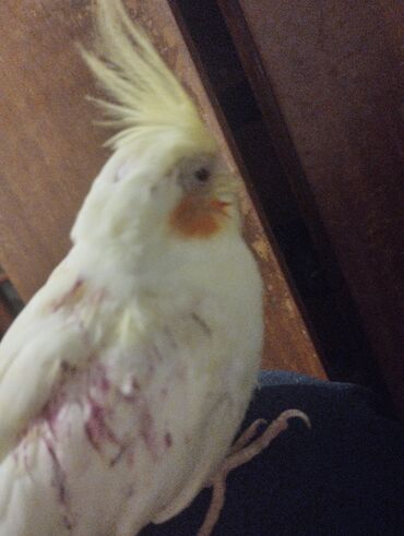 Tutuquşları: Məhsul: Nimfa (Cockatiel) tutuquşuları – ağ-sarı rəngli, yanaqlarda — 14