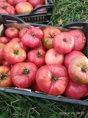 купить маринованное мясо для шашлыка: Помидоры Розовые