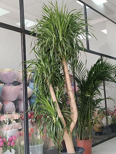 Другие комнатные растения: ПРОДАЮ КОМНАТНЫЕ РАСТЕНИЯ! 🌱 Бамбук — 3000 сом 🌳 Бонсай — 4100 сом 🌳 — 18