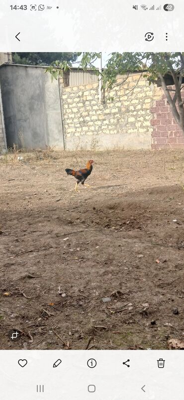 отдам кошку в хорошие руки: -Heyratı 6 ayının içindədi qiymət 100 man