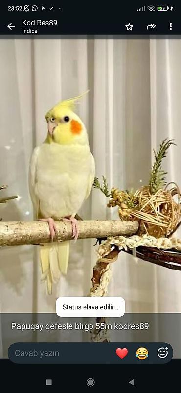 pişik gence: Növbəti məhəbbətli ev quşu – nimfa (cockatiel) papuqayı. Açıq — 1
