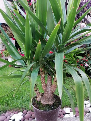 Ostale kućne biljke: Drvo života -Yucca Elephantipes Visine 1-2 m Drvo Zivota-Yucca — 15