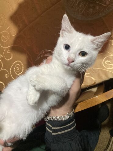 Собаки: Ağ tüklü, heteroxromiyalı balaca pişik. Xüsusiyyətlər: - Tam ağ