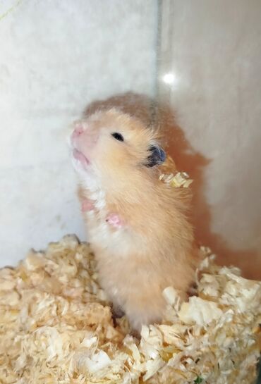 balakən heyvan satisi: Salam hərkəsə. Suriya Hamster satılır. Çox şirin heyvandır. Barmağınla