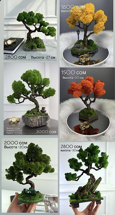 Декоративные цветы: В переводе с японского Бонсай означает «дерево, выращенное в блюде» — 42