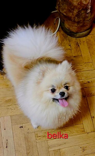 kupujem prodajem pomeranac: Pomeranian Star renomirana odgajivačnica pomeranaca iz Beograda je — 5