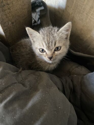 британская золотая шиншилла: Кошка даром: Беспородная, 1 месяц, Мальчик, Приучена к лотку