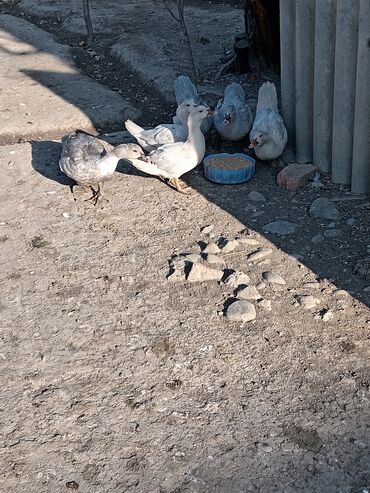 Ördəklər: Lavanda ailəsi satılır 240 azn