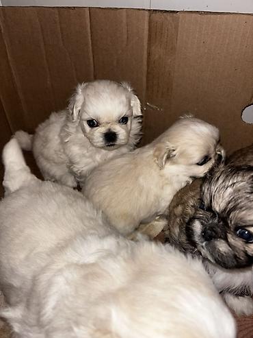 gence it satisi: Pekines, 1 ay — 1