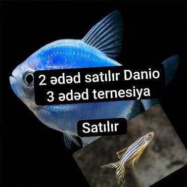 delfin balığı: Akvarium balığı satıram 2 ədəd danio tul 3 ədəd ternesiya Kürdəhani