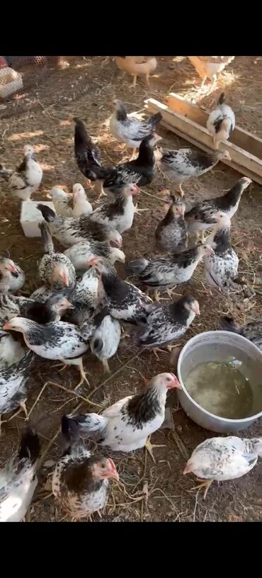 Çolpalar 4 azn istəyən olsa Bu nömrə ilə əlaqə saxlasın 993803721