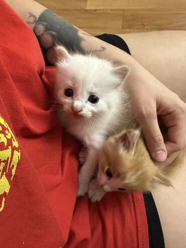 скоттиш фолд шотландская вислоухая кошка: Кошка даром: Беспородная, 1 месяц, Мальчик, Приучена к лотку