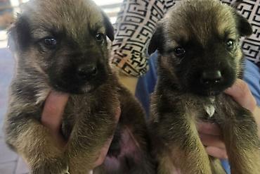 Продажа собак: Щенки метисы мама овчарка папа дворняжка короткошерстные — 4