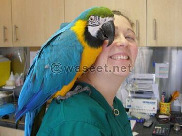 Macaw parrots for sale Lovely Macaw parrots now available. They are
