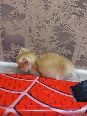 Pişiklər: Qızıl şinşilla, Erkək, Dişi, Ünvandan götürmə — 5