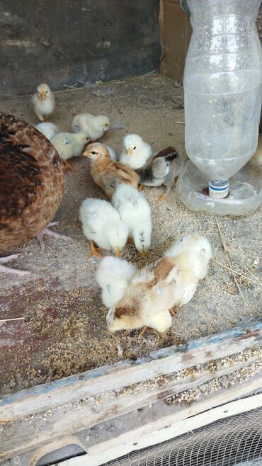 Xoruzlar: Xoruz, Brama, il: 1, Ünvandan götürmə, Ödənişli çatdırılma — 11