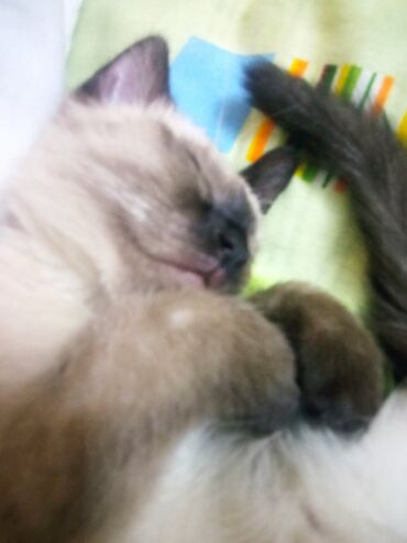 сиамский: Отдам сиамского кота в хорошие руки, 10 месяцев, кот игривый и