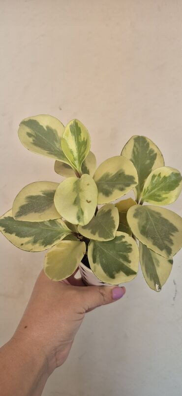 продам саженцы роз: Variegatlı (Gold) Peperomiya (Peperomia obtusifolia ‘Variegata’) –