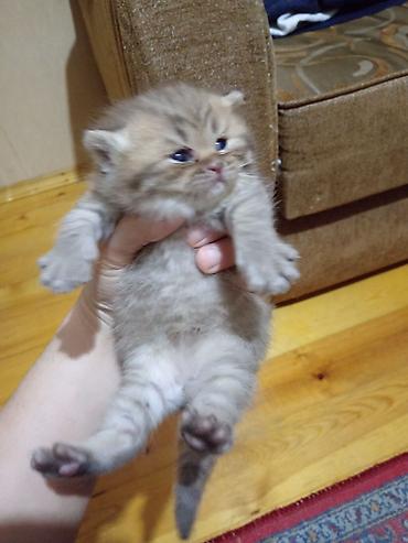 Pişiklər: Britan — 8