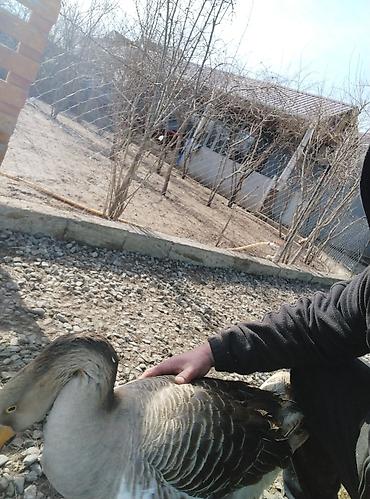 Qazlar: Məhsul: Ev quşları – qaz və hind toyuğu Təsvir:Hinduşka diri çəkisi — 14