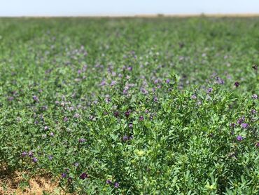 Torpaq sahələrinin satışı: 40000 sot, Kənd təsərrüfatı, Mülkiyyətçi, Müqavilə — 9