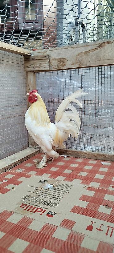 quş evi: Aq lələyli yaponkalar satılır toyug hal hazırda yumurtuyur qiymət cütü — 2