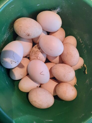 цена страусиного яйца: Продвю яйцо Гусиное