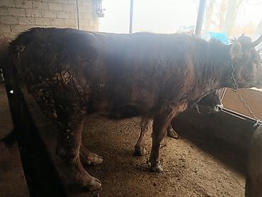 Коровы, быки: Продаю | Бык (самец) | Швицкая | На откорм | Привязанные — 6
