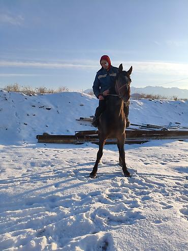 Лошади, кони: Продаю | Конь (самец) | Рабочий — 9