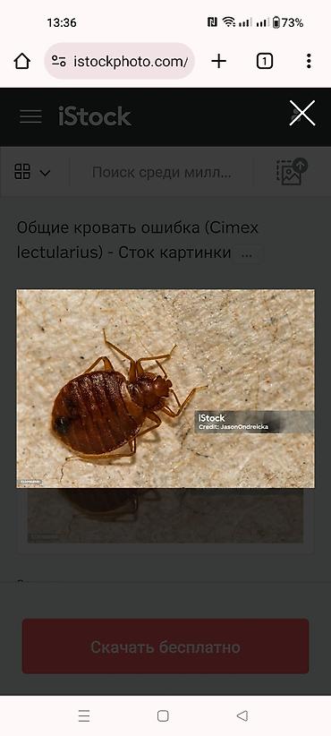 работа клининг бишкек: Дезинфекция, дезинсекция, | Клопы, Блохи, Тараканы, | Транспорт, Офисы, Квартиры — 4