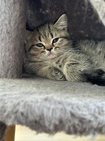 Pişiklər: Britan — 2