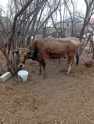 Inəklər, öküzlər: Satılır: inək Xüsusiyyətlər: - Süd istiqamətli yerli cins (qarışıq — 9
