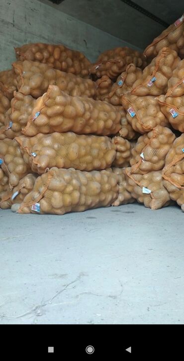 цена картошки в бишкеке: Картошка