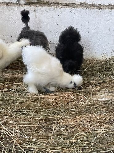 cins ineklerin satisi 2018: Toyuq, Damazlıq