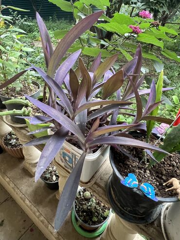 Otaq bitkiləri: Her biri ucuz kimete Gencededi catirma var size yaxin yere ancag — 4