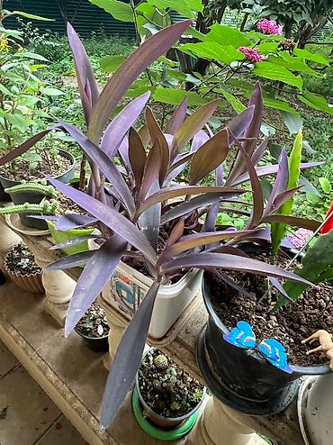 Otaq bitkiləri: Her cure guler var veregliyin baxin ancag xanimlara satiş olur Gencedi — 24