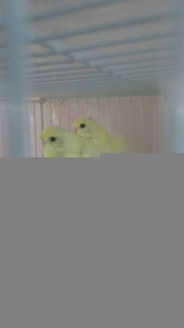 Tutuquşları: Quşlar satlır karella bülbül,fişer,nerazlucnik və sayri münasib — 19