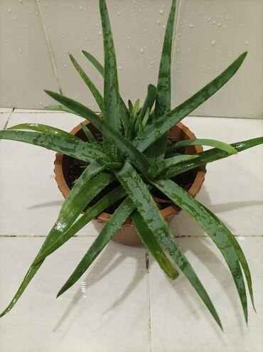 Otaq bitkiləri: Aloe gülü.mualicevi — 12