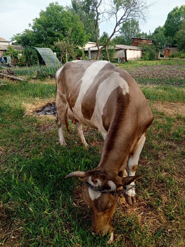 Другие животные: 1. Сатылат эне бала 🐄🐂 Парода:Галиштин 4чы баласы эркек бука