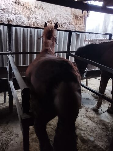 Лошади, кони: Продаю | Конь (самец) | Рабочий — 5