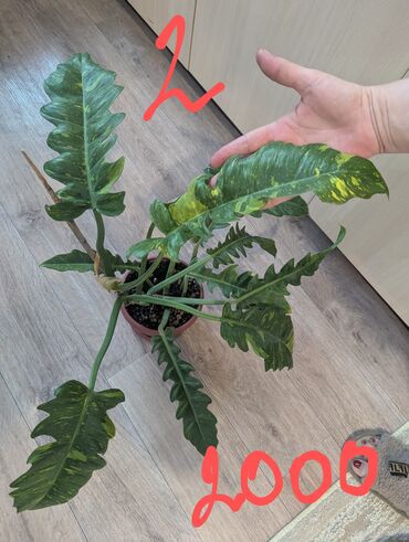 Другие комнатные растения: Комнатные растения, разных видов, филодендрон, хоя, эпипренум, фикус и — 4