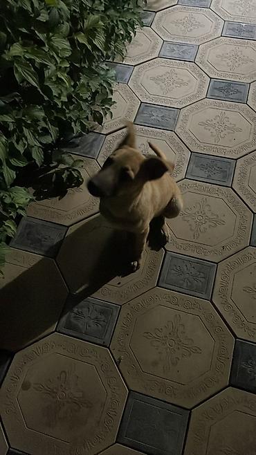 Животные: 🐶 Ищет любящую семью девочка Миса! Знакомьтесь, это Миса — — 4