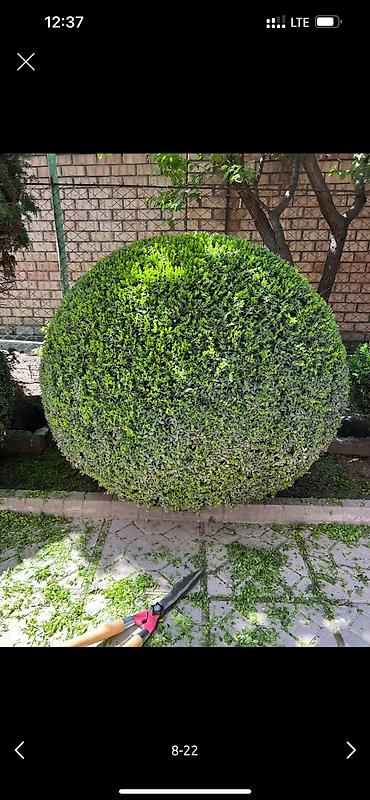 Дворники, садовники: 🌱Я Садовник Генеральный уборка сада Сеем газон под ключ Посев газон — 10