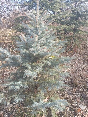 Декоративные деревья: Саженцы деревьев: Ели — 9