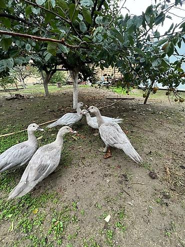 kangal satışı: Dişi, | Macar, Damazlıq, Ünvandan götürmə — 2