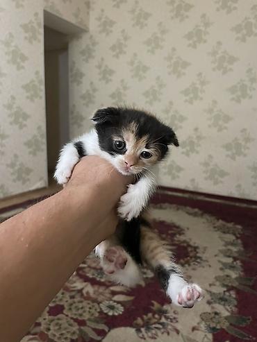 Мышыктар: Котята с вислыми ушками, домашние. Окрас разный: - черно-белые — 2