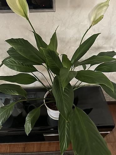 покрывалы: Спатифиллум (Spathiphyllum) в горшке - Крупное комнатное растение с — 2