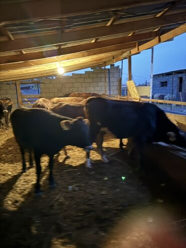 купить куры леггорн: Продаю | Корова (самка), Музоо, торпок, Тёлка at lalafo.kg купить куры леггорн: Продаю | Корова (самка), Музоо, торпок, Тёлка
