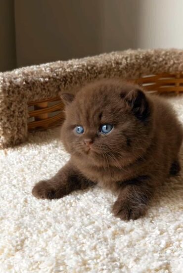 Pişiklər: Şotland yastı qulaq, Erkək, Dişi, Yaxşı əllərə, Ünvandan götürmə, Pulsuz çatdırılma, Ödənişli çatdırılma — 101